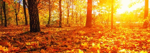 Herbstbäume in der Sonne — Stockfoto