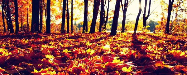 Árboles de otoño en el sol — Foto de Stock