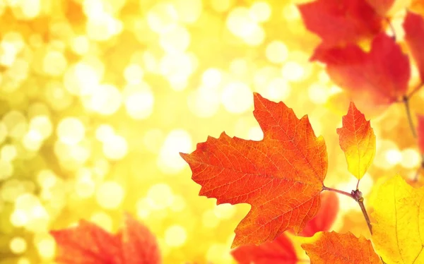 Větvička s podzimními listy — Stock fotografie