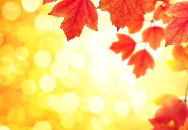 Tak met Herfstbladeren — Stockfoto