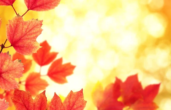 Zweig mit Herbstblättern — Stockfoto