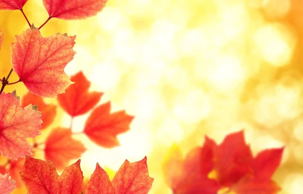 Branch with autumn leaves — Stock Photo, Image