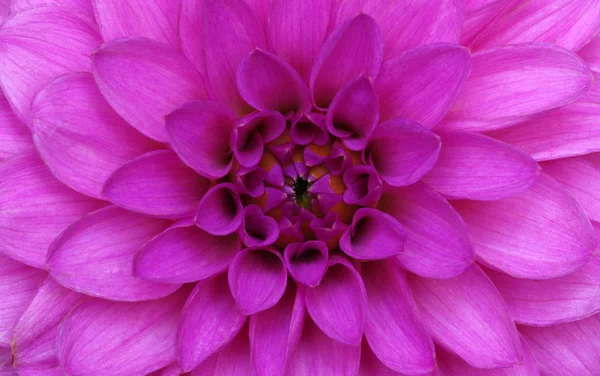 Blomma och vackra kronblad — Stockfoto
