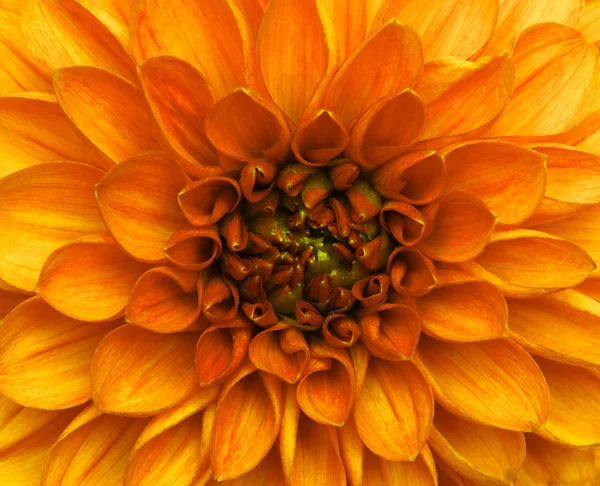 Kwiat i piękne płatki — Zdjęcie stockowe