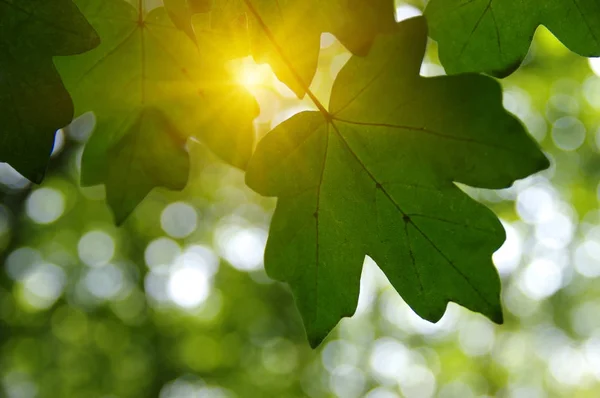 Hojas verdes y sol — Foto de Stock