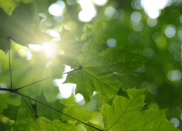 Hojas verdes y sol — Foto de Stock