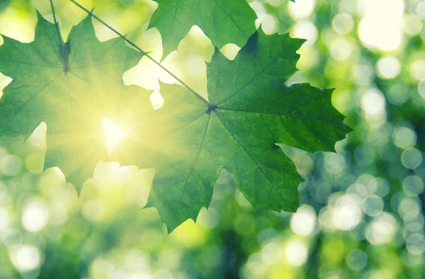 Zielone liście i słońce — Zdjęcie stockowe