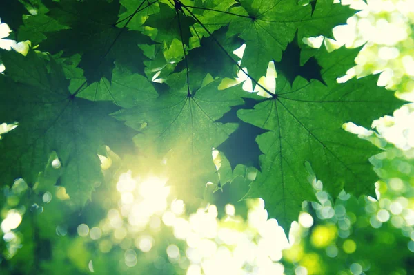 Grüne Blätter und Sonne — Stockfoto