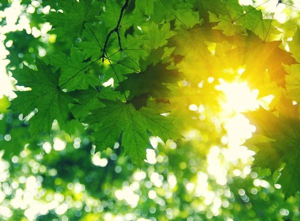 Grüne Blätter und Sonne — Stockfoto