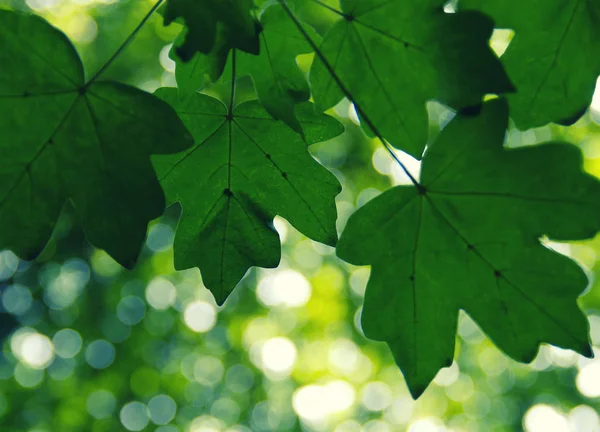 Groene bladeren op de green — Stockfoto