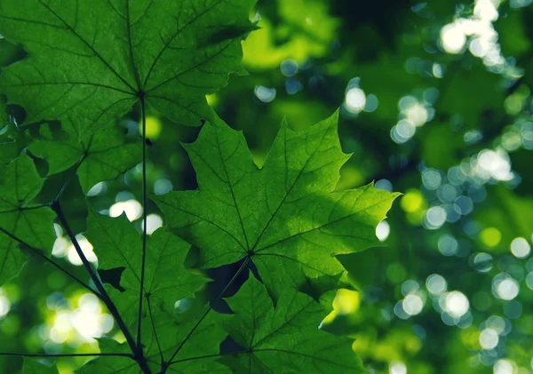 Foglie verdi sul verde — Foto Stock