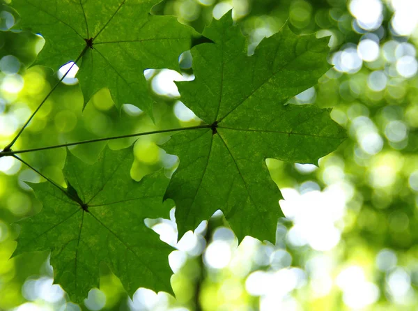 Foglie verdi sul verde — Foto Stock