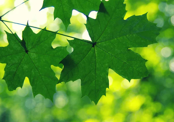 Zielone liście na zielono — Zdjęcie stockowe