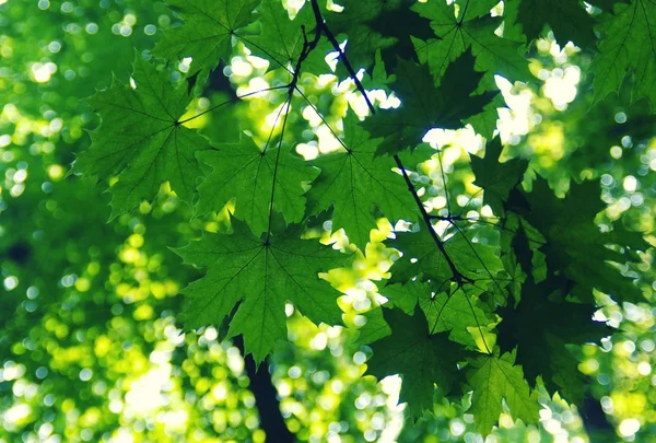 Grüne Blätter auf dem Grün — Stockfoto