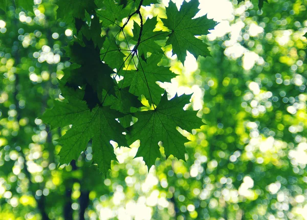 Foglie verdi sul verde — Foto Stock