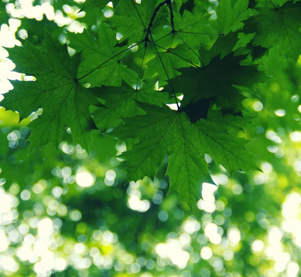 Gröna blad på gröna — Stockfoto