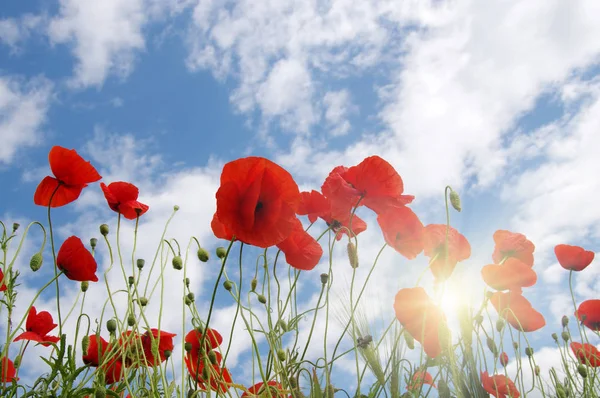 Poppies and sun — Stock Photo, Image