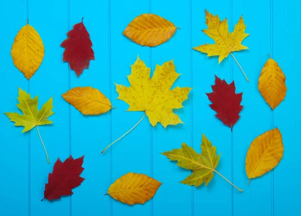 Foglie d'autunno su sfondo blu — Foto Stock