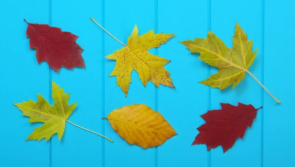 Foglie d'autunno su sfondo blu — Foto Stock