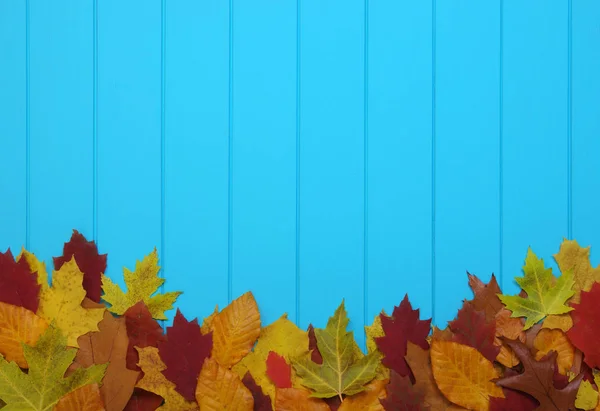 Foglie d'autunno su sfondo blu — Foto Stock