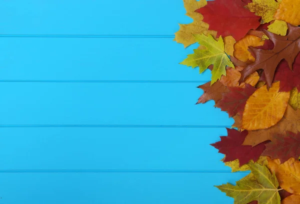 Podzimní listí na modrém pozadí — Stock fotografie