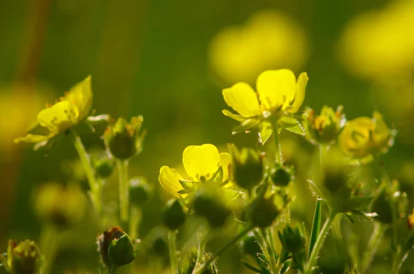 Fiori di primavera su sole — Foto Stock