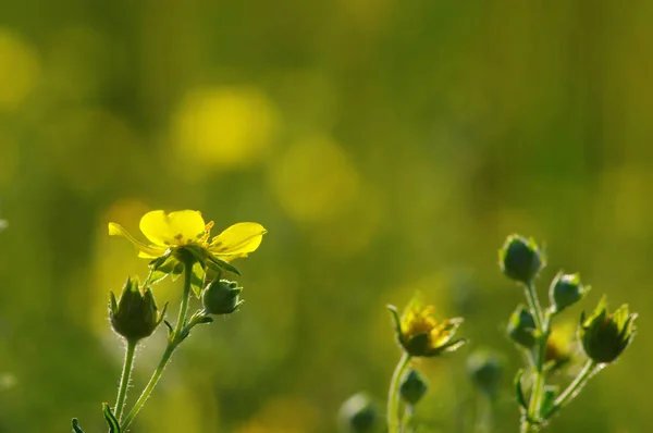 Fiori di primavera su sole — Foto Stock