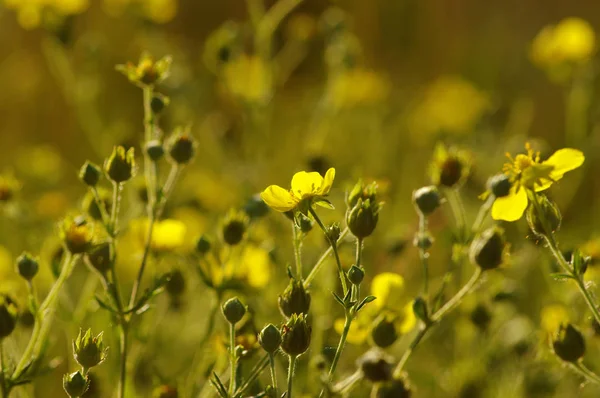 Fiori di primavera su sole — Foto Stock