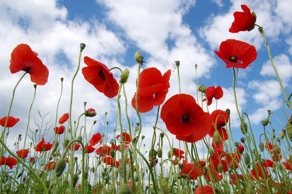 Red poppies on field — Stock Photo, Image