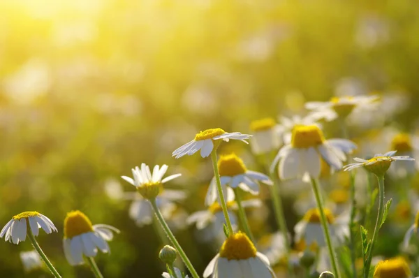 Flores de primavera en el sol — Foto de Stock