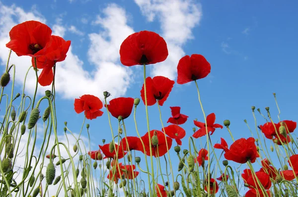 Red poppies on field — Stock Photo, Image