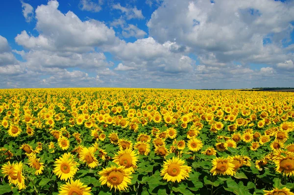 Field of blooming sunflowers — Stock Photo, Image