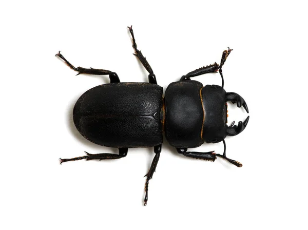 Escarabajo negro sobre blanco — Foto de Stock