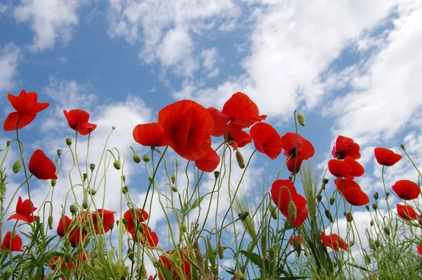 Red poppies on field — Stock Photo, Image