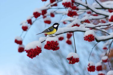 Rowan bir dal üzerinde oturan baştankara 