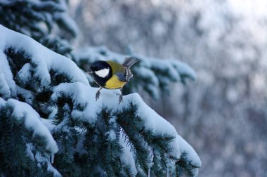Ladin dallarda oturan baştankara 