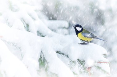 Ladin dallarda oturan baştankara 