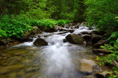Yeşil ormandaki nehir dağ