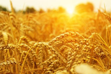  Buğday alan tarih Pzr