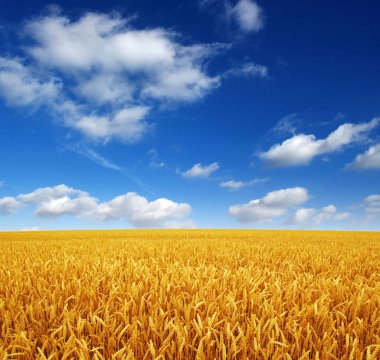 Buğday tarlası ve gökyüzü 