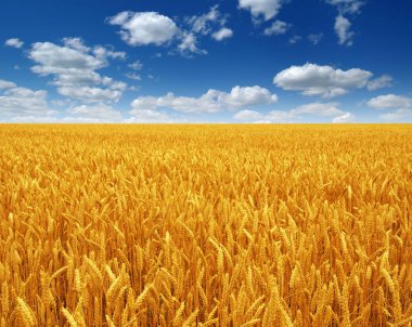 Buğday tarlası ve gökyüzü 