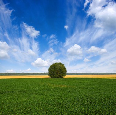 yeşil çimen ve ağaç