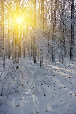 Kış ormanında gün batımı