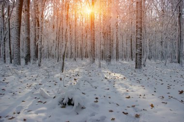Ormanda gün batımı 