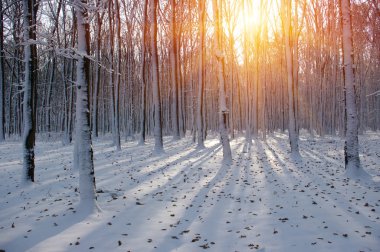 Ormanda gün batımı 