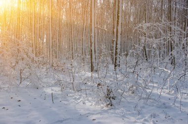 Ormanda gün batımı 