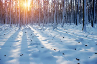 Kış ormanında gün batımı