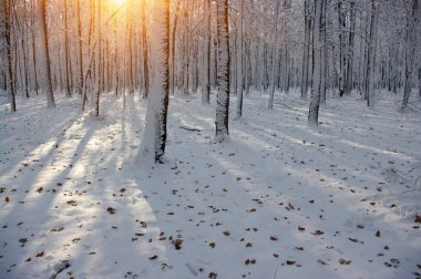 Ormanda gün batımı 