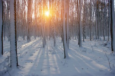 Kış ormanında gün batımı