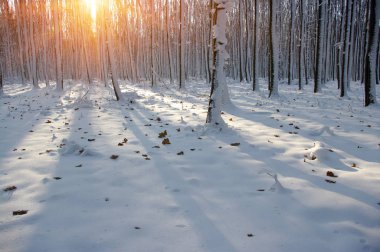 Ormanda gün batımı 